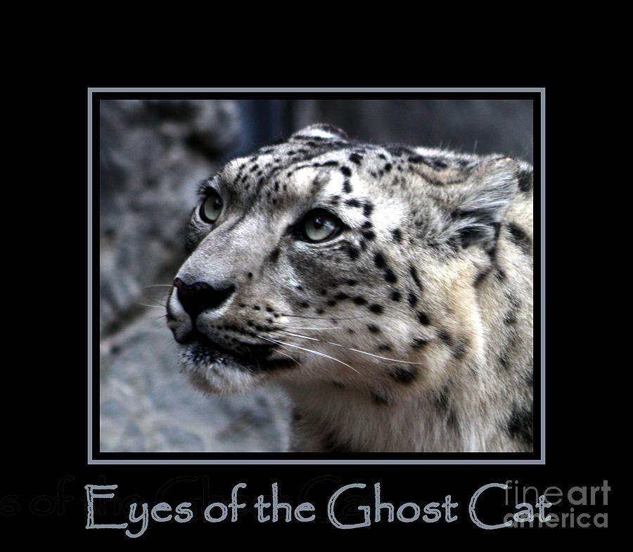 Eyes of the Ghost Cat Photograph by Nick Gustafson