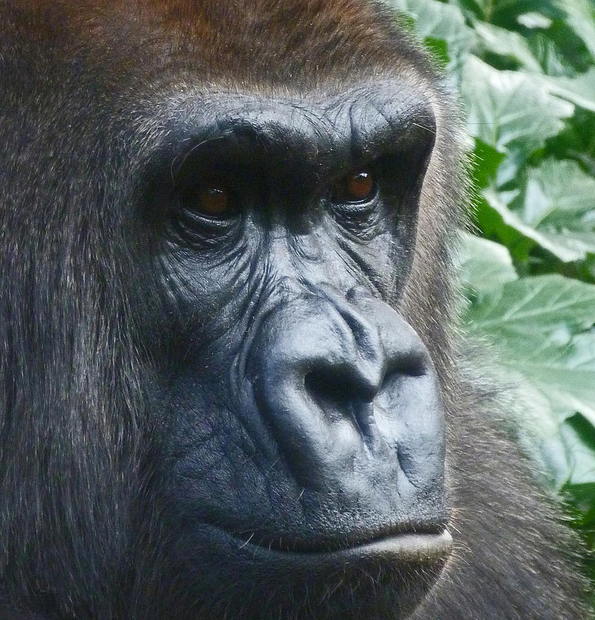 Gorilla Photograph - Eyes Of The Gorilla by Margaret Saheed