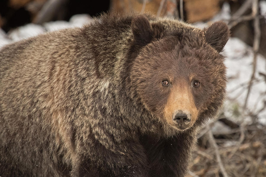 Eyes of the Grizzly Photograph by Sandy Sisti