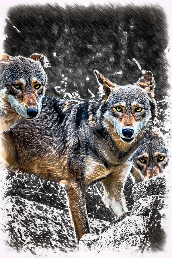 Eyes of the Red Wolf Mixed Media by John Haldane
