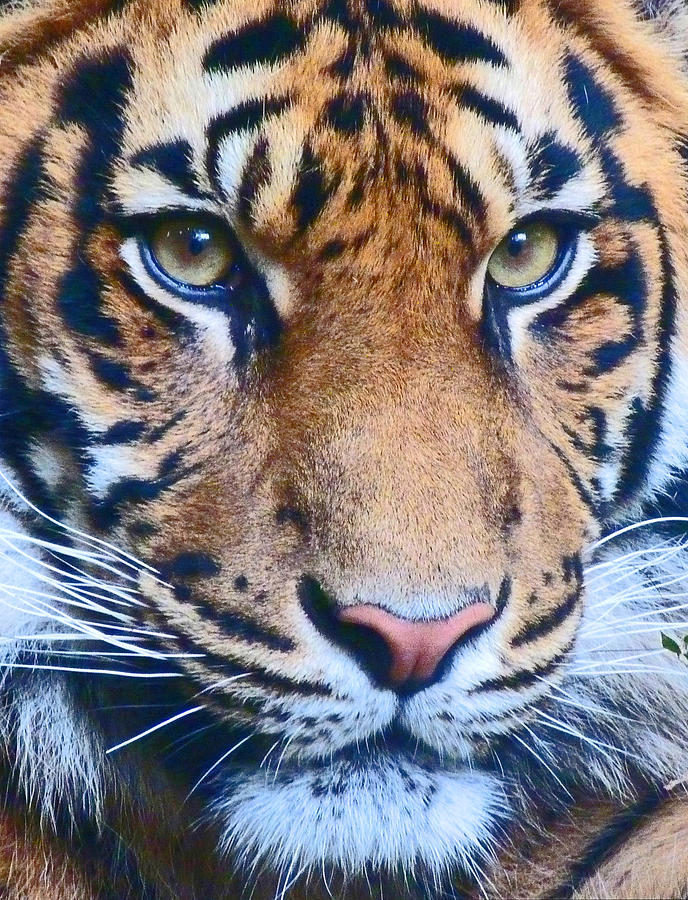 Tiger Photograph - Eyes Of The Sumatran Tiger by Margaret Saheed