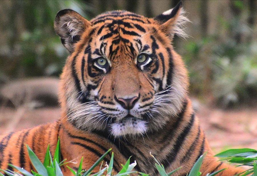 Eyes of the Tiger Photograph by Christie Wilson - Fine Art America