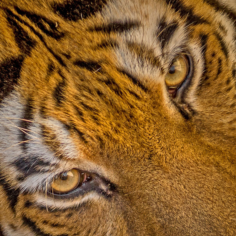 Eyes of the Tiger Photograph by Ernest Echols