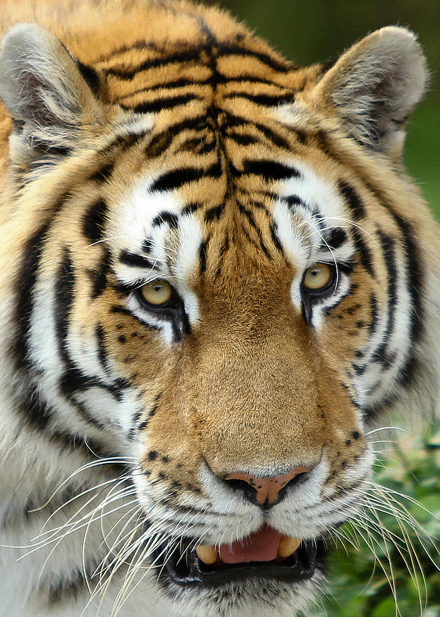 Eyes of the Tiger Photograph by John Haldane