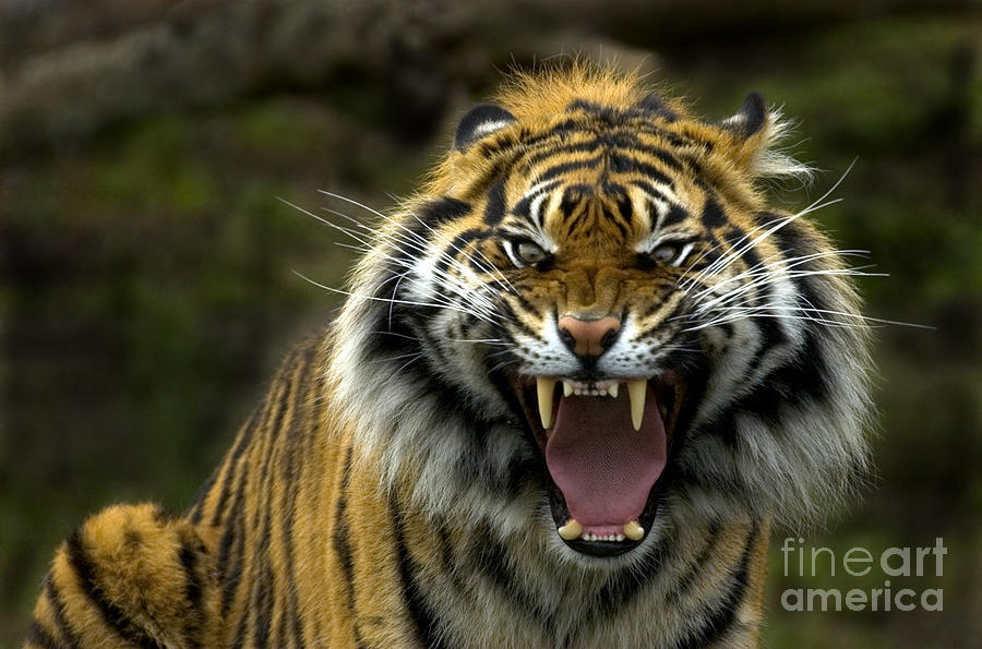 Tiger Photograph - Eyes of the Tiger by Michael Dawson