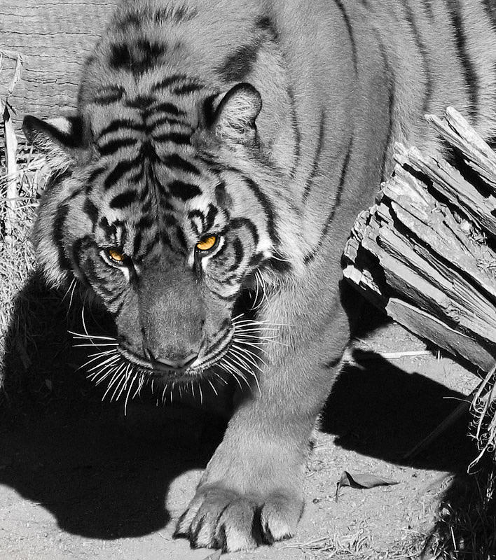 Wildlife Photograph - Eyes of the Tiger by Ryan Redlin