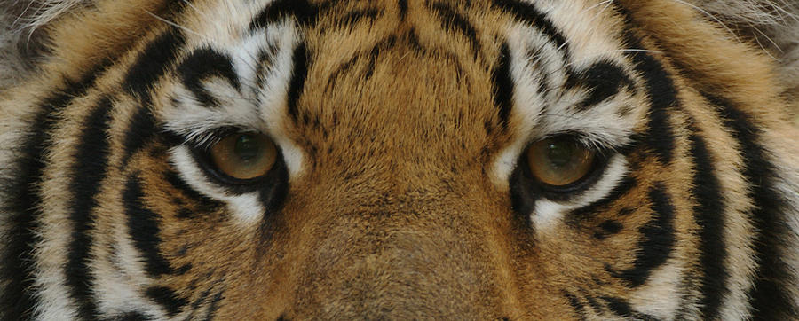 Eyes of the Tiger Photograph by Sandy Keeton