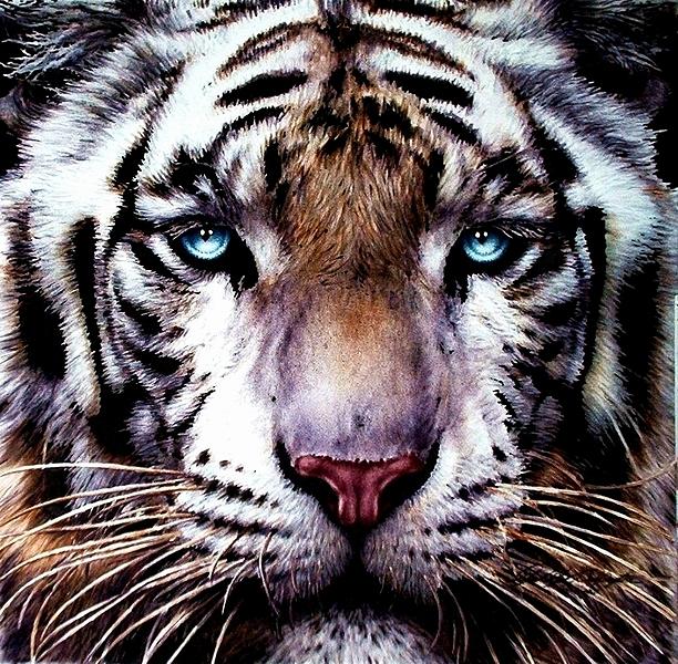 Eyes Of The Wild Painting by C Buffington