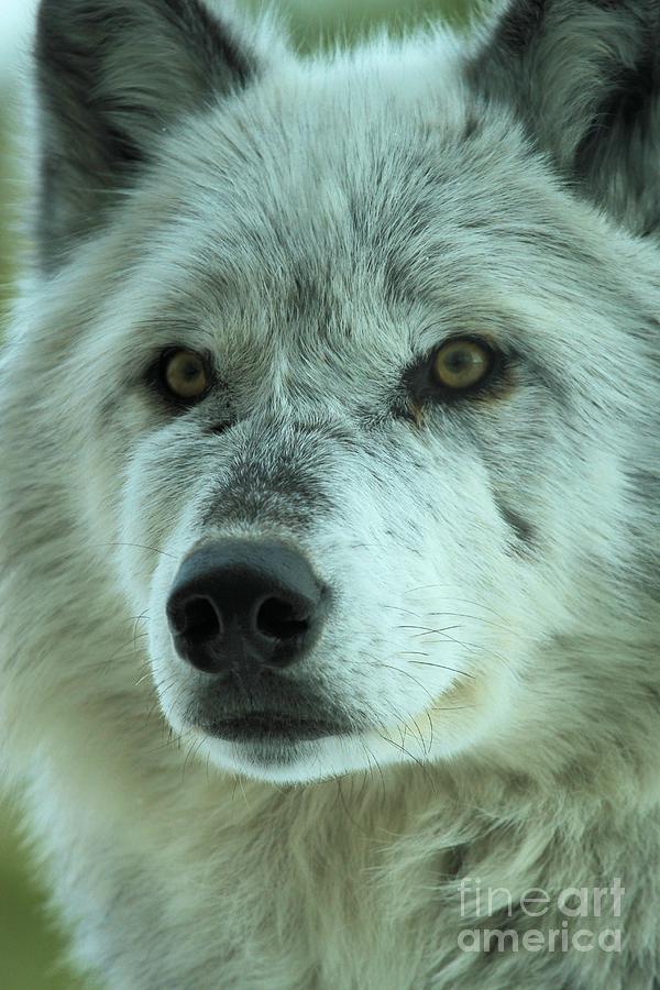 Eyes Of The Wolf Photograph by Adam Jewell