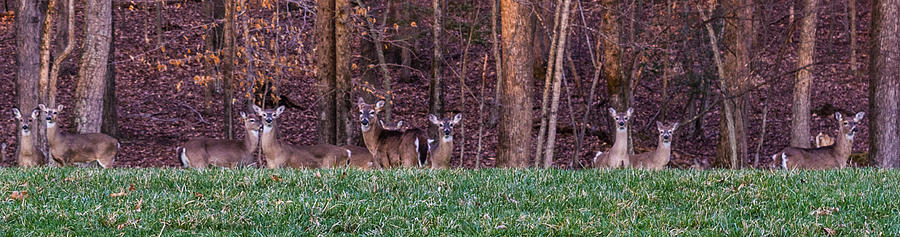 Deer Photograph - Eyes On Me by Kathy Liebrum Bailey