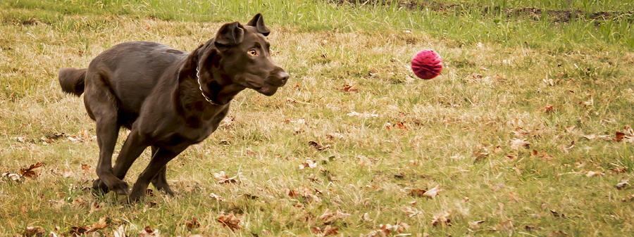 Eyes on the Ball Photograph by Jean Noren
