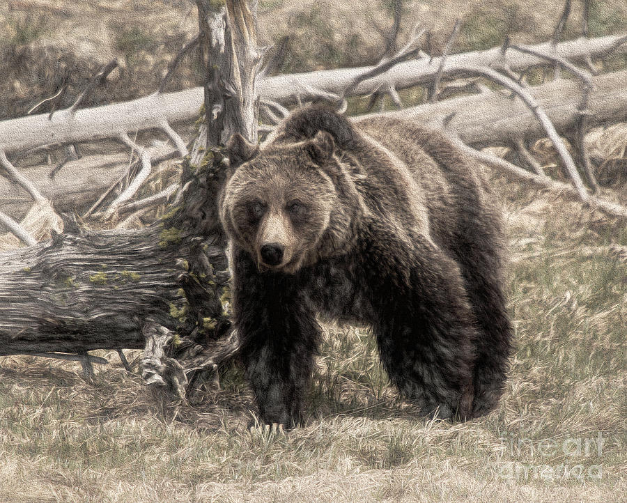 Eyes On You Grizzly Photograph by Clare VanderVeen