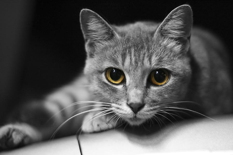 Cat Photograph - Eyes Open Wide by JianGang Wang