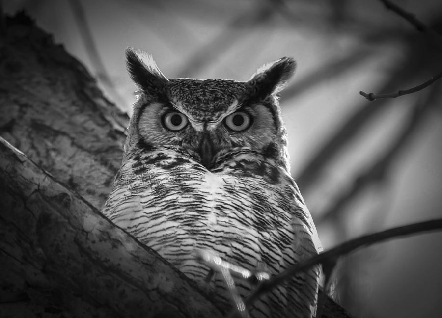 Watcher of  the Woods Photograph by Rae Ann  M Garrett