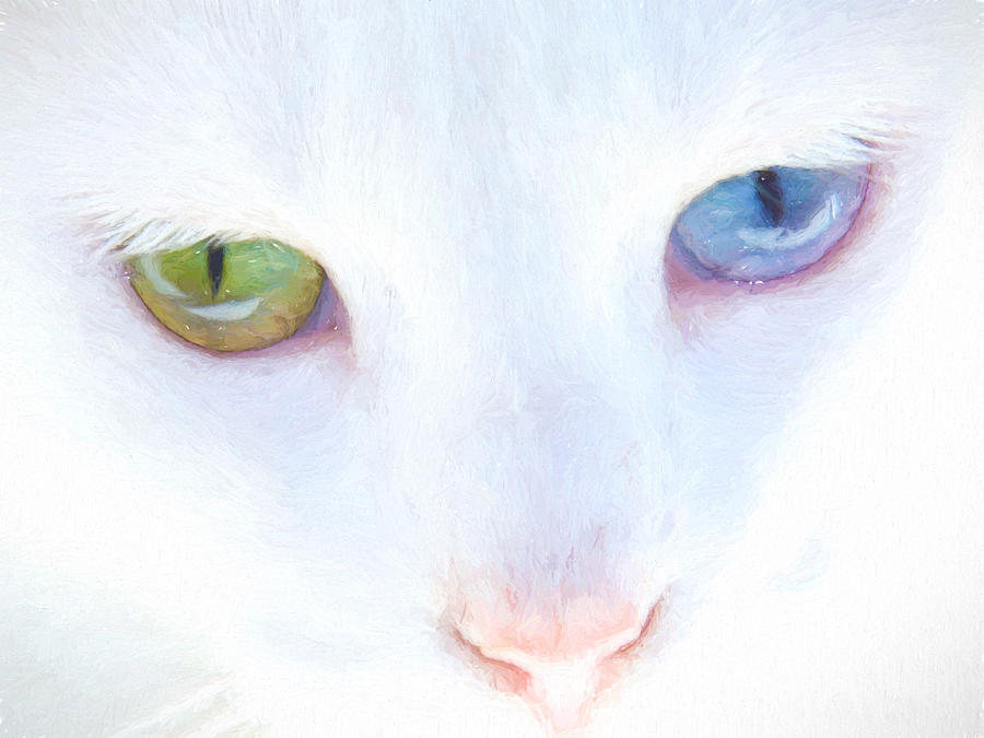 Eyes that tell a story - odd eyed cat Photograph by Denise Beverly