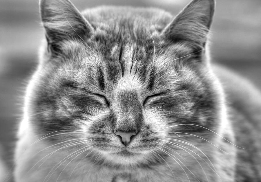 Cat Photograph - Eyes Wide Shut by J Laughlin