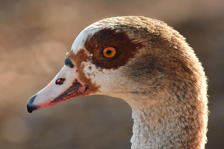Eygyptian Goose Photograph by Alan Lenk