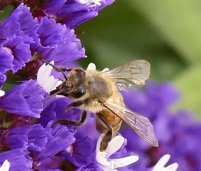 Fabulous Bee Closeup Photograph by Linda Brody