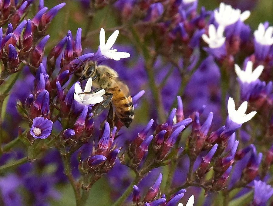 Fabulous Bee II Photograph by Linda Brody