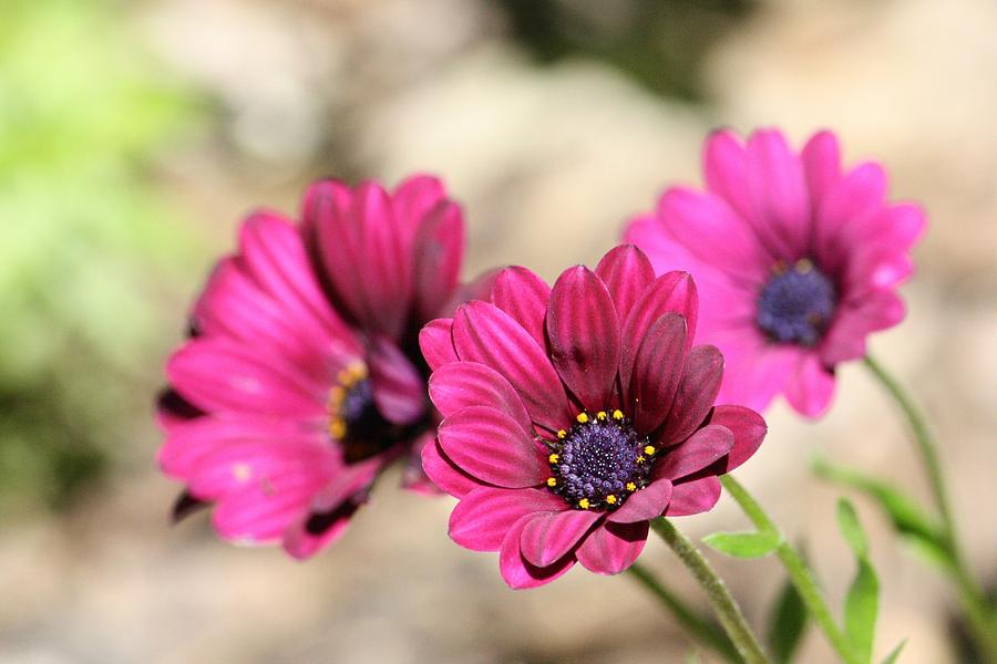 Flower Photograph - Fabulous Colour by Sue Chisholm