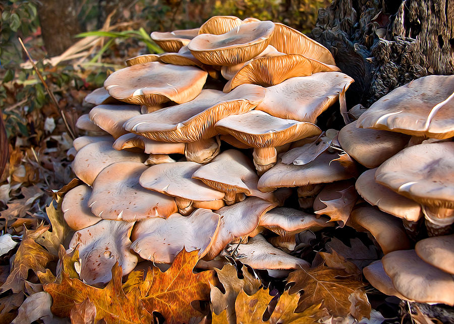 Fabulous Fungi Photograph by Kathleen Bishop