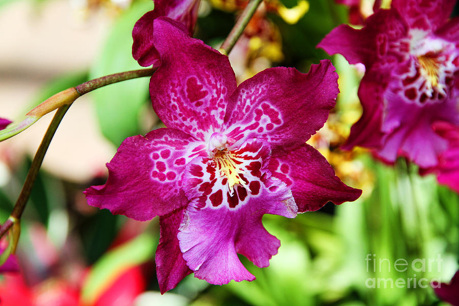 Fabulous Fushia Orchids By Diana Sainz Photograph by Diana Raquel Sainz