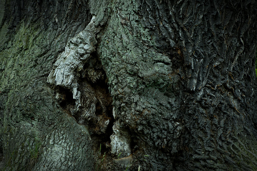 Face in a very old oak tree - available for licensing Photograph by Ulrich Kunst And Bettina Scheidulin