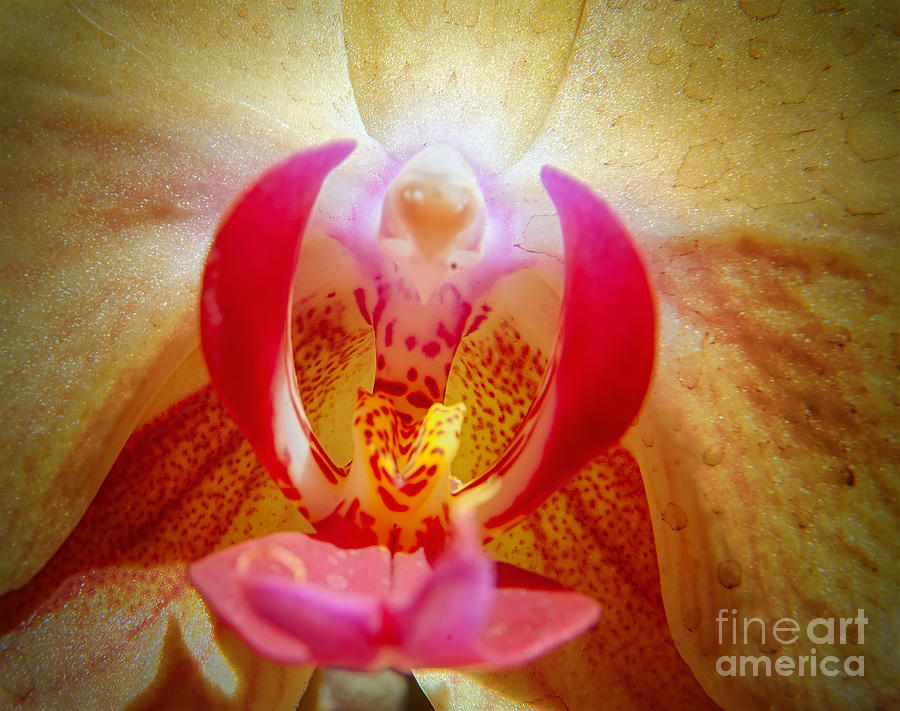Face in the Orchid Photograph by Barry Weiss
