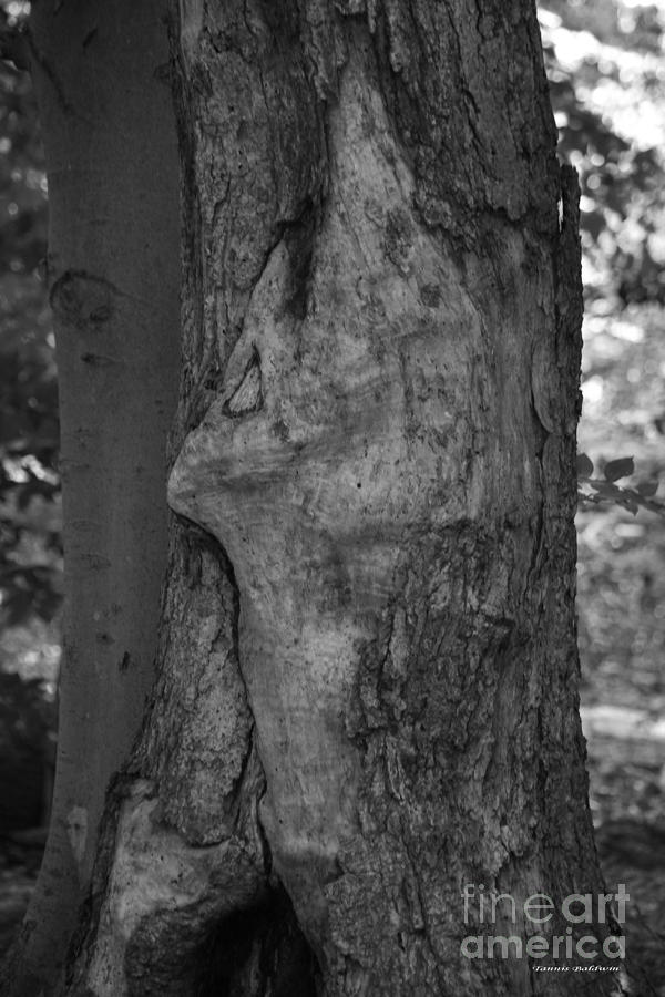Face in the Tree 1 BW Photograph by Tannis  Baldwin