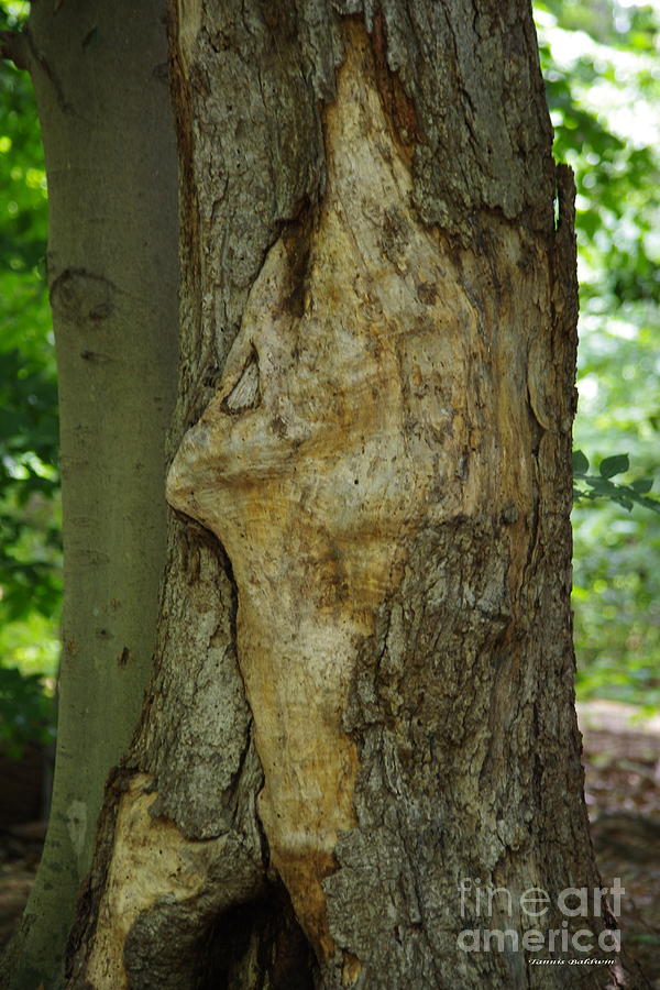Face in the Tree 1 Photograph by Tannis  Baldwin