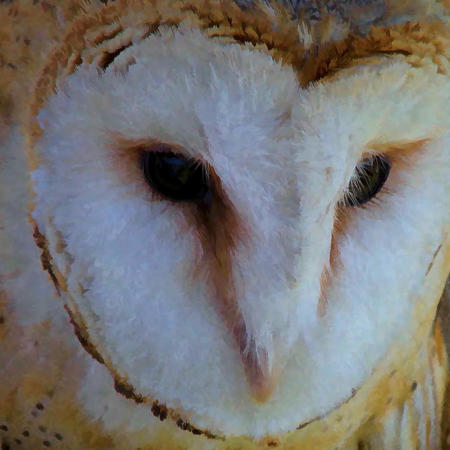 Face of a Barn Owl Photograph by Heidi Farmer