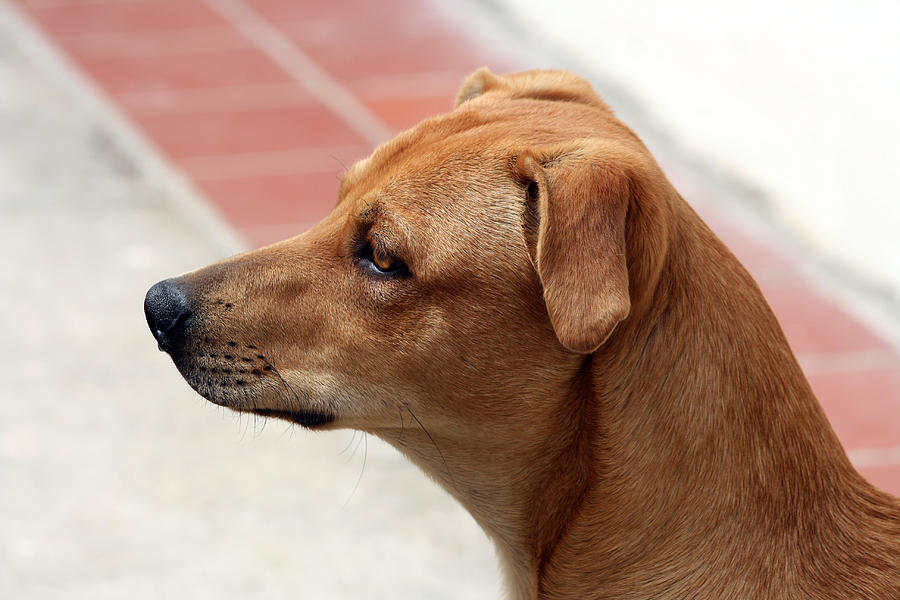 Face of a Brown Dog Photograph by Robert Hamm - Fine Art America