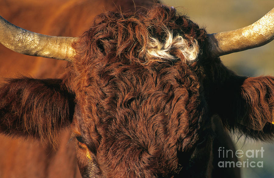Animal Photograph - Face of a cow salers. Auvergne . France by Bernard Jaubert