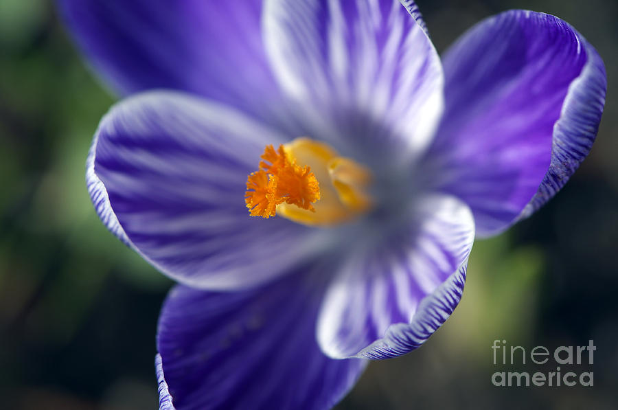 Spring Photograph - Face of a Crocus by Sharon Talson