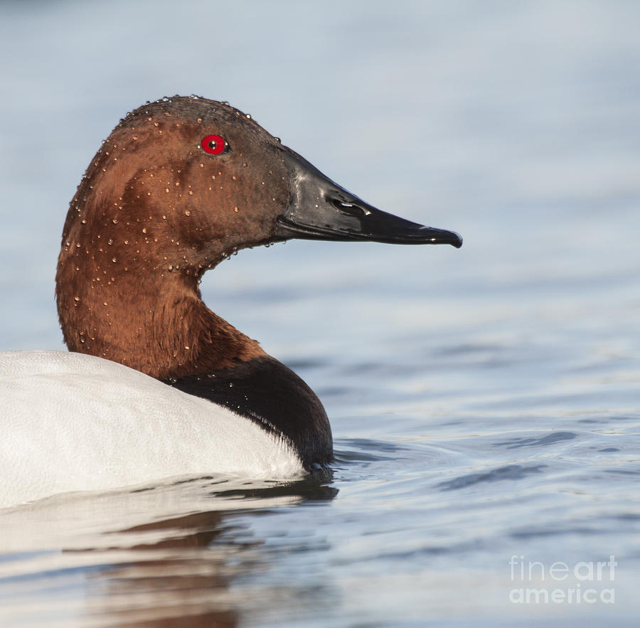 Face of A Drake Canvasback duck  Photograph by Ruth Jolly
