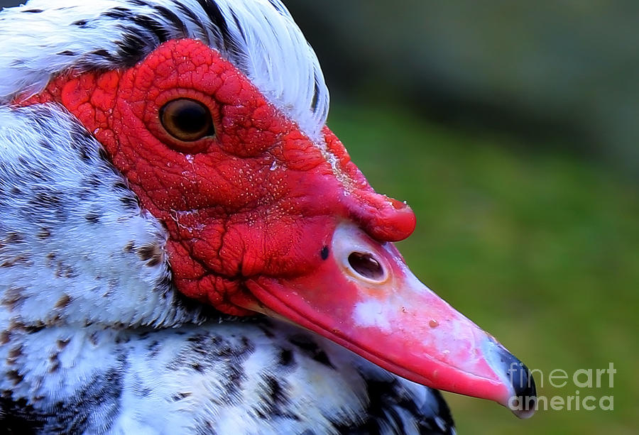 Duck with Man Face - Head