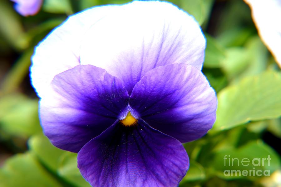 Face of a Pansy Photograph by Beth Sanders - Pixels