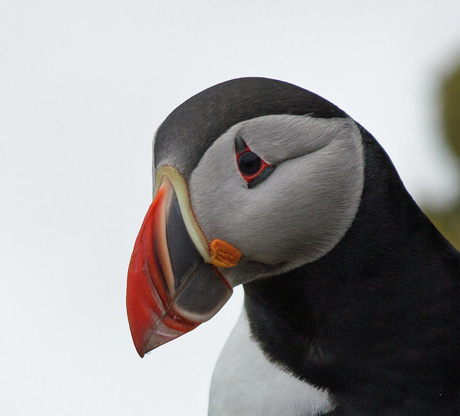 Face Of A Puffin At Ingólfshöfði, On Photograph by Photo By Nils Axel Braathen, Nilsaxel@noos.fr
