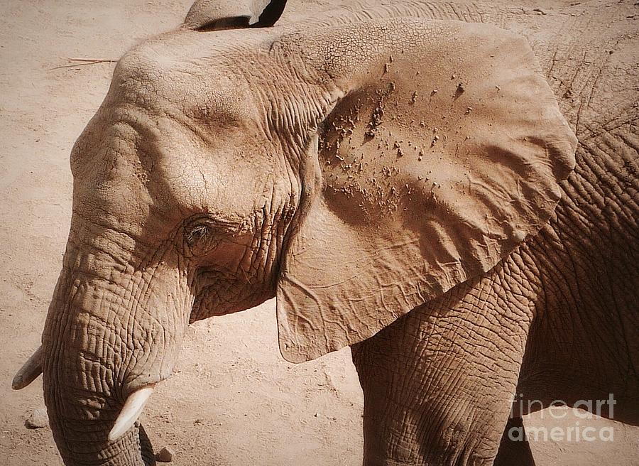 Face Of African Elephant  Photograph by Susan Garren