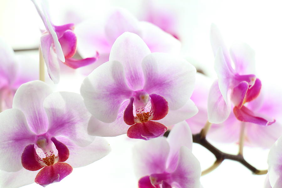 Face Of An Orchid Photograph by Ursula Coccomo | Fine Art America