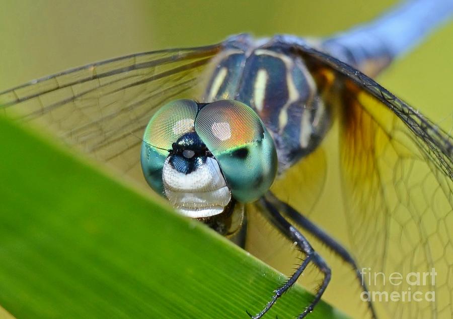Face Of The Dragonfly Photograph by Kathy Baccari