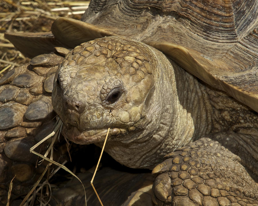 Face Of The Galapagos Tortoise Digital Art by Mac Titmus