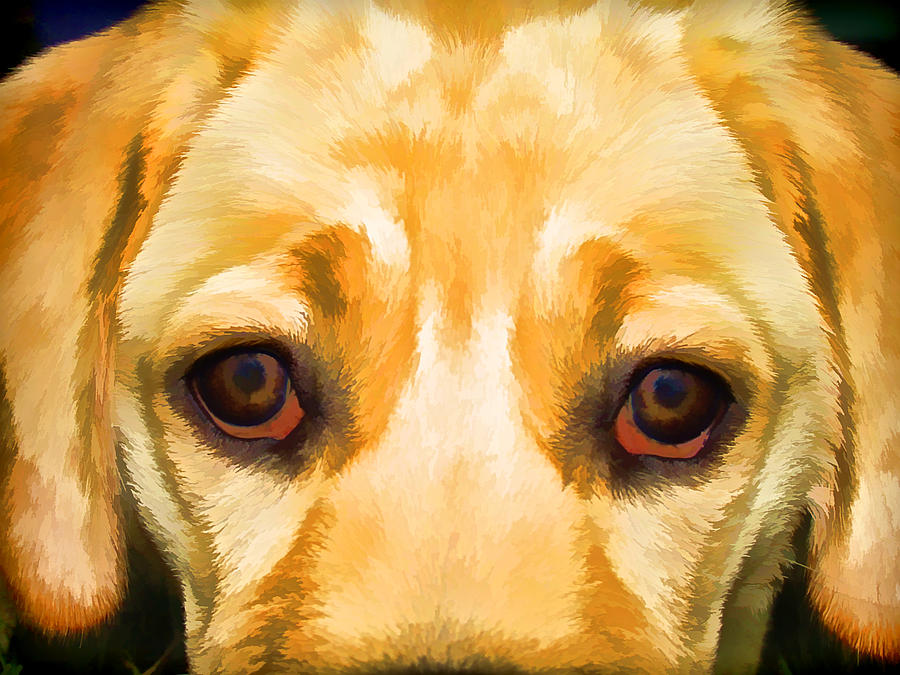Dog Photograph - Face of Yellow Lab by David Letts