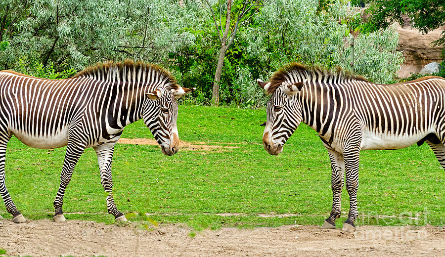 Face Off - Two Zebras Photograph by Les Palenik