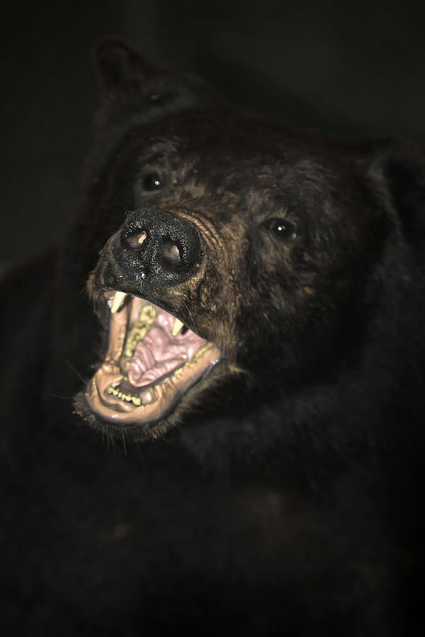 Face Off with an Angry Bear Photograph by John Haldane