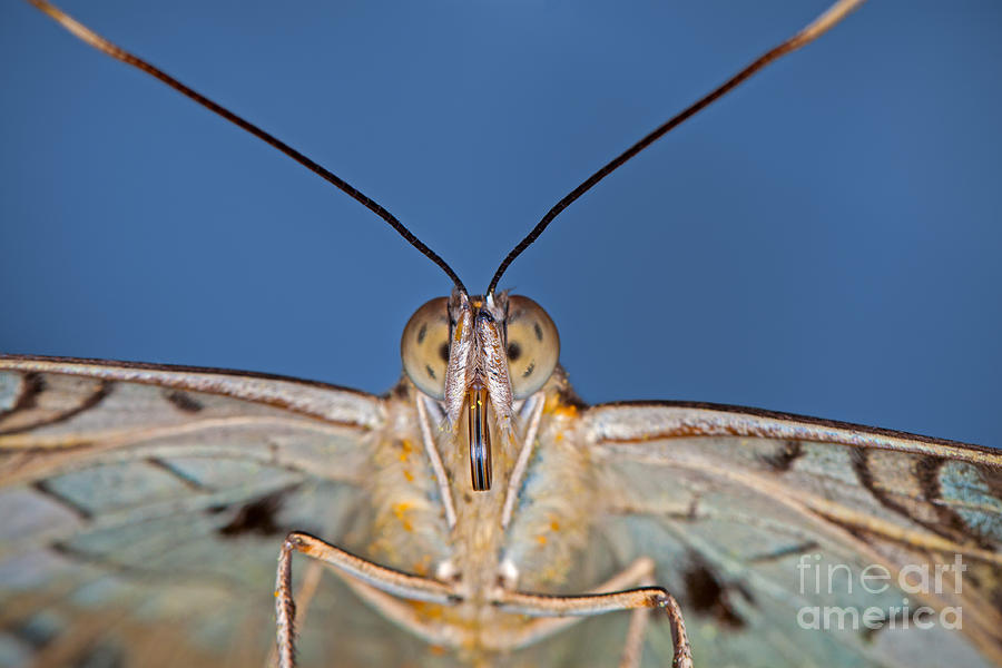 Butterfly Photograph - Face to Face  by Bahadir Yeniceri
