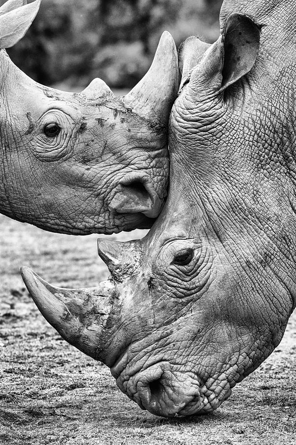 Black And White Photograph - Face To Face by Jesus Concepcion