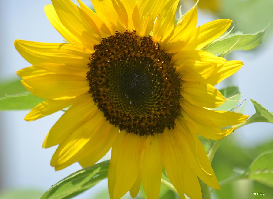 Face To Face With a Sunflower Photograph by Maria Urso - Fine Art America