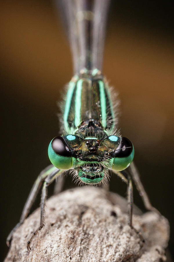 Insects Photograph - Face To Face With Damselfly by Stavros Markopoulos