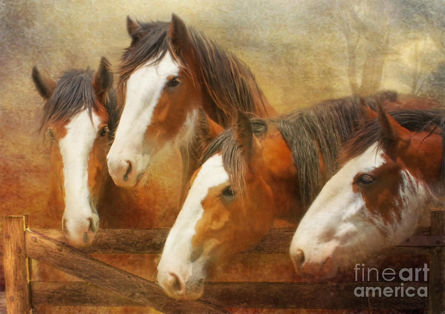 Horse Mixed Media - Faces Of Four by Trudi Simmonds